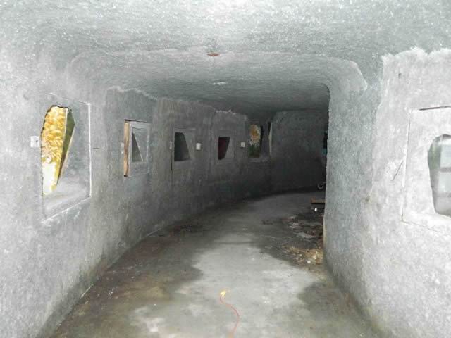 Underground Forest - Summer 2013 From Ron Gross (newer photo)